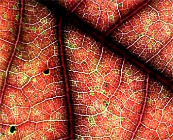 veins in a Black Oak leaf, Quercus velutina