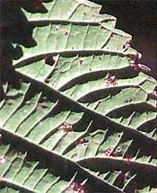 sunlight filtering through a coleus leaf