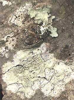 crustose lichen