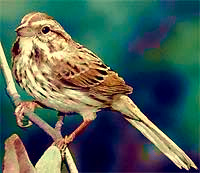 Song Sparrow, Melospiza melodia, copyrighted photo by Dan Sudia