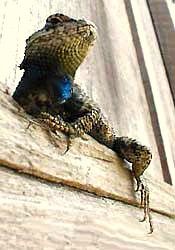 Southern Fence Lizard, Sceloporus undulatus spp. undulatus, picture by Karen Wise of Kingston, Mississippi