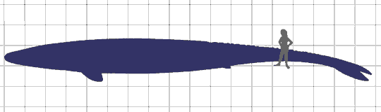 Basilosaurus cetoides diagram showing relative size