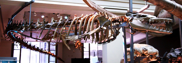 Basilosaurus cetoides skeleton in the Smithsonian Museum of Natural History in Washington, DC; image courtesy of Tim Evanson of Washington & Wikimedia Commons