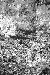 boundary between loess and citronelle