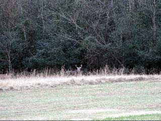 deer in Mississippi