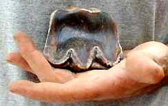 upper molar of mastodon, Mammut americanum