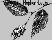 Hophornbeam