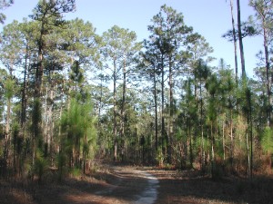 Longleaf Pine forest; image courtesy of 'Pollinator' via Wikimedia Commons