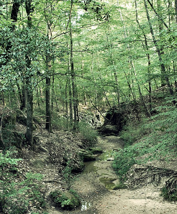 Loess Hills forest; courtesy of Tiffany Bailey of New Orleans, Louisiana