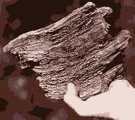 petrified wood