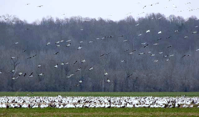 Snow Geese in Mississippi Delta region