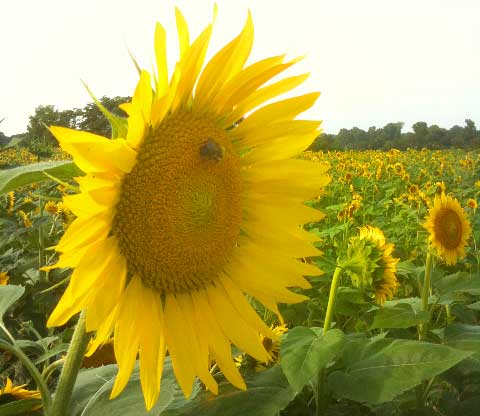 sunflower