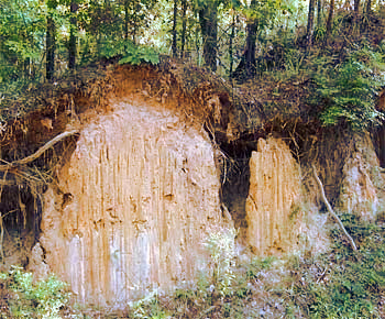 Roadcut through loess near Natchez, Mississippi