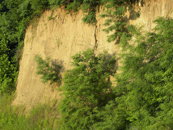 Loess bluff near Vicksburg, Mississippi; image courtesy of Mark A. Wilson