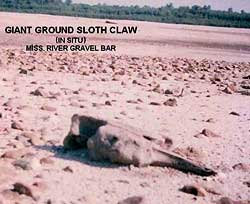 Giant Ground Sloth Claw in situ on a Mississippi River gravel bar