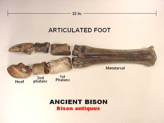 ancient bison foot fossil