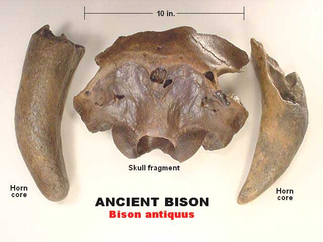 bison