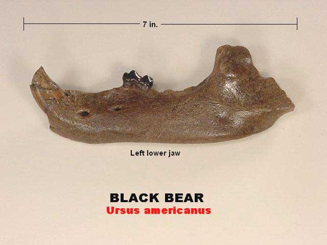 black bear fossil