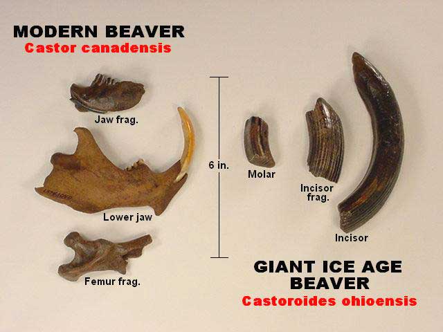 giant beaver fossil