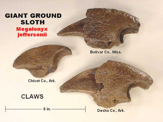 giant ground sloth fossil