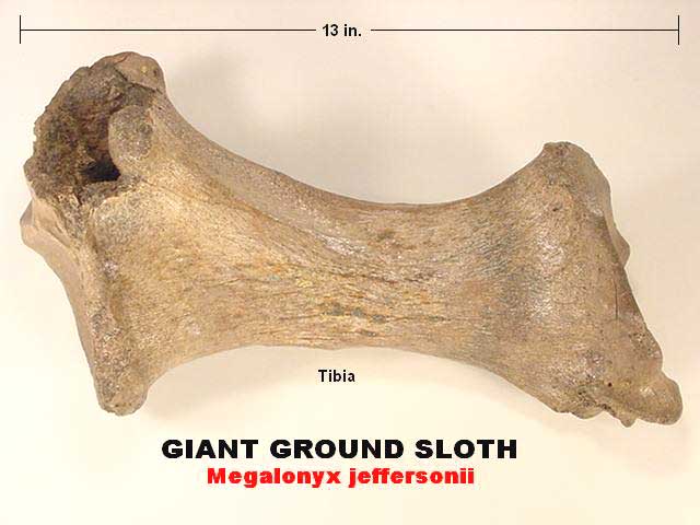 giant ground sloth
