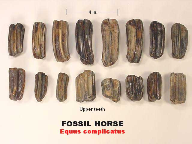 fossil horse