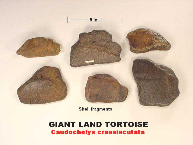 giant land tortoise fossil