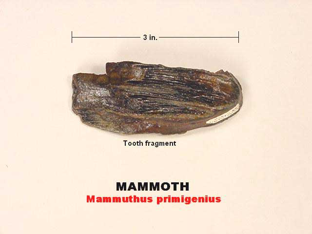 mammoth fossil