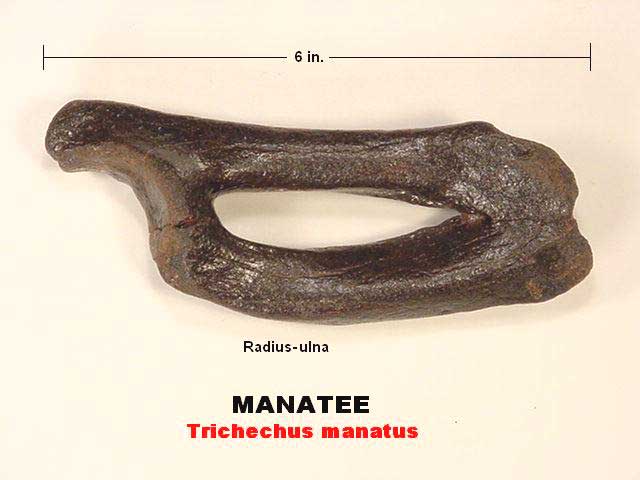 manatee fossil