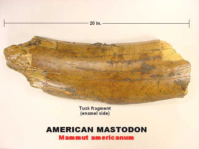 American mastodon tusk fragment