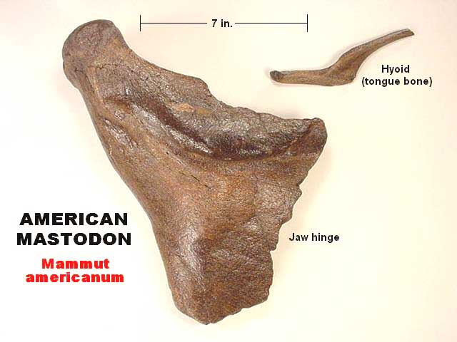 American mastodon fossil
