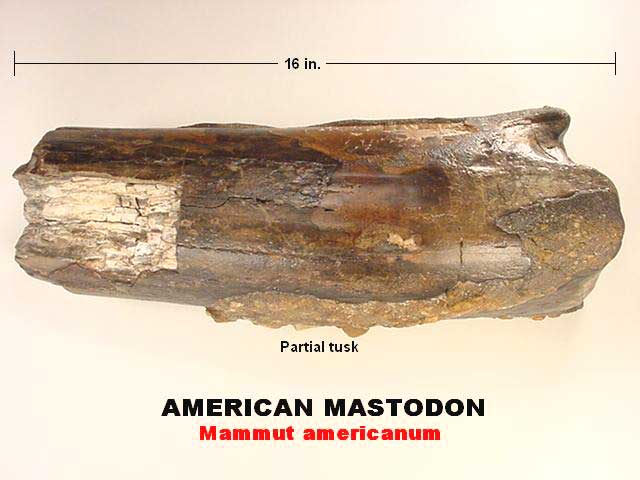 American mastodon fossil