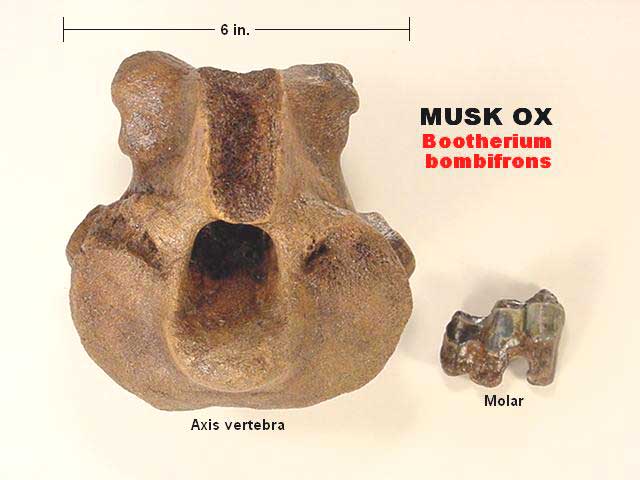 musk ox fossil