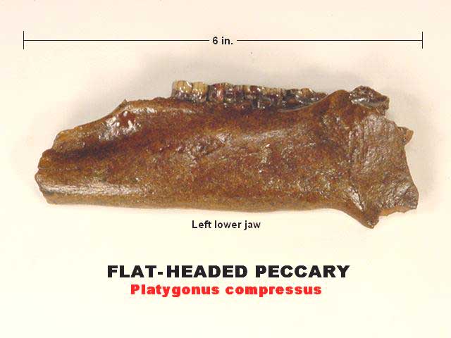flat-headed peccary fossil