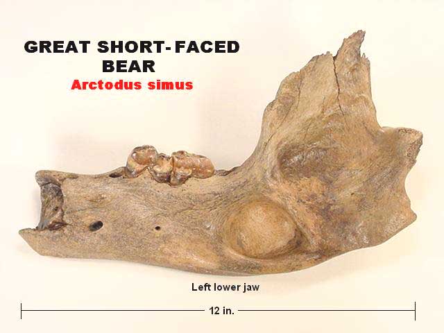 great short-faced bear fossil
