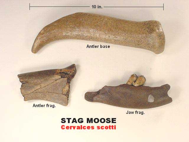 stag moose fossil
