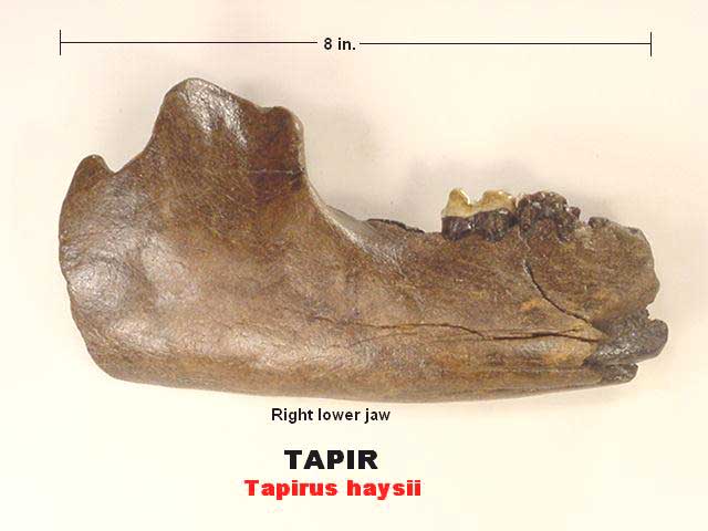 tapir fossil