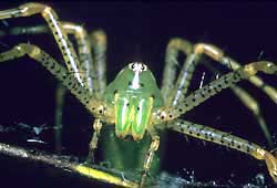 Lynx Spider, possibly Peucetia viridans of the southern US, image courtesy of the U.S. Fish and Wildlife Service, photo by Jon R. Nickles