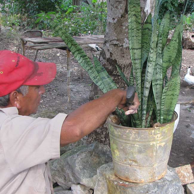 cutting Mother-in-law Tongue for fiber