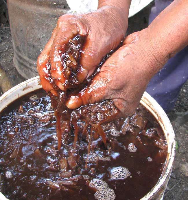 Banana leaf snippets being softened for fibers used in paper