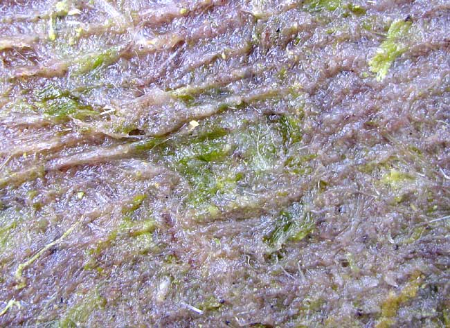 A close-up of the fibers.