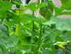 hojas de chaya del huerto de la hacienda chichen
