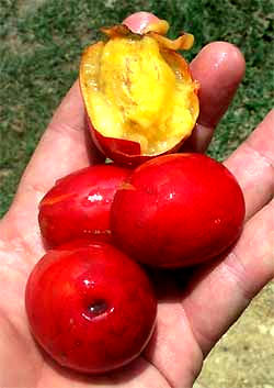 Spondias purpurea, Red Mombin, or Ciruela
