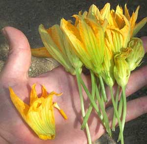 squash flowers for eating