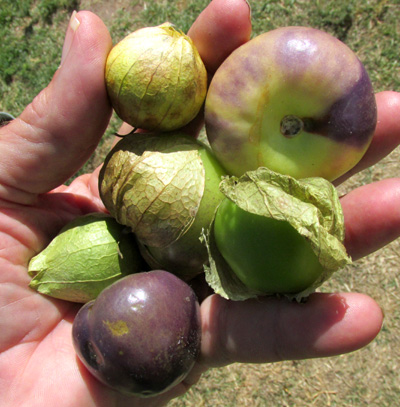 TOMATILLOS