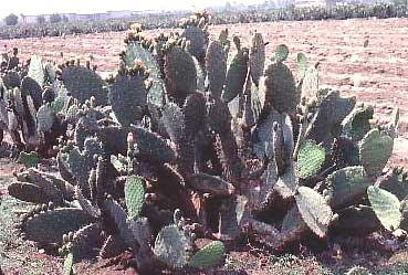 Tuna cactus plantation in rural Mexico State