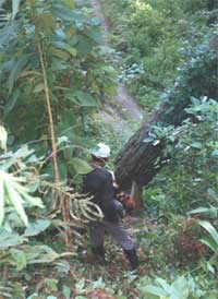 In Yerba Buena's cloudforest reserve