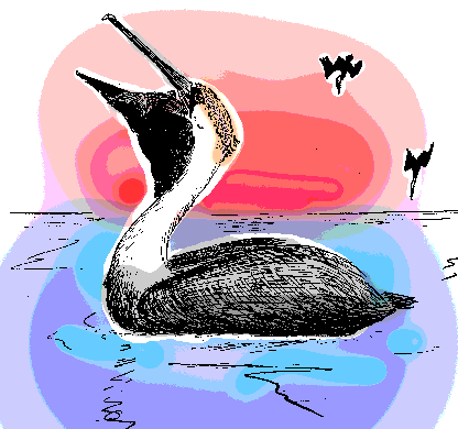 Brown Pelican, Pelecanus occidentalis