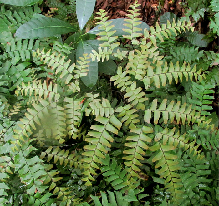 Diamond Maidenhair Fern, ADIANTUM TRAPEZIFORME, habitat