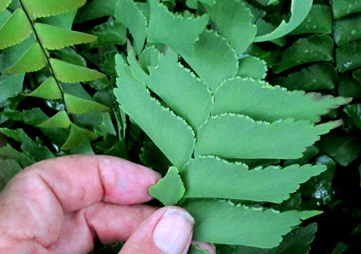 Diamond Maidenhair Fern, ADIANTUM TRAPEZIFORME, ultimate segments